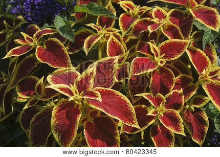 Coleus