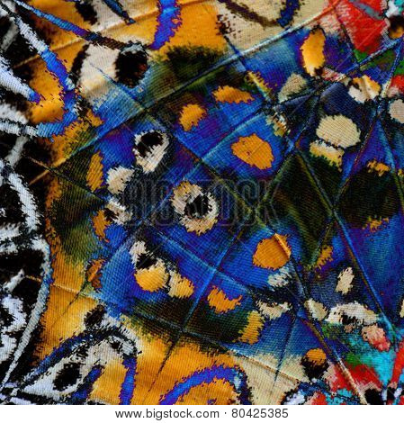 Beautiful texture of multicolor background made from Leopard Lacewing Butterfly's wing skin