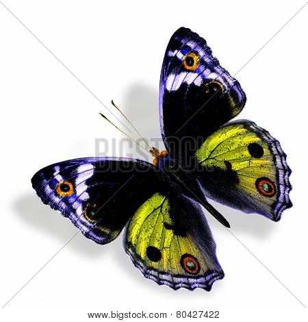 Beautiful Yellow Butterfly (Male of Blue Pansy) in fancy color profile isolated on white background with soft shadow