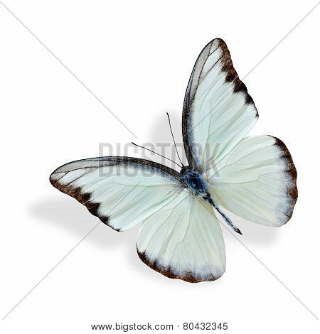 Chocolate Albatross upper wing profile (appias hubner lyncida) the beautiful white butterfly flying with soft shadow underneath