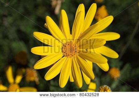 Yellow Flowers Of Euryops Natural Background