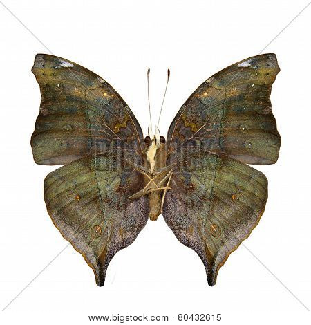 Close up of Autumn Leaf butterfly lower wing part in natural color profile isolated on white background