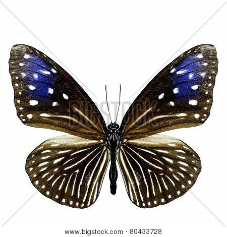 Close up of Female Stripe blue brow butterfly isolated on white background