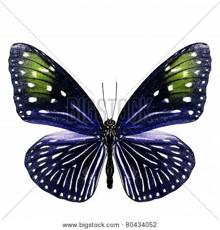 Close up of Female Stripe blue crow butterfly in blue and yellowfancy color profile isolated on white background
