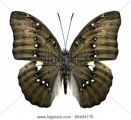 Close up of Great Marquis Butterfly Upper Wing Profile in Natural Color Isolated on White Background
