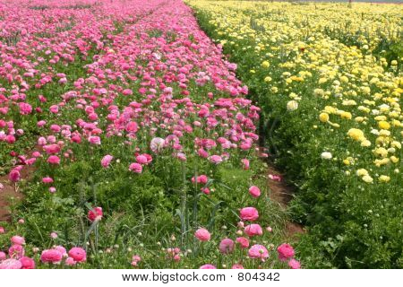 Campo de rosas amarelas & rosa