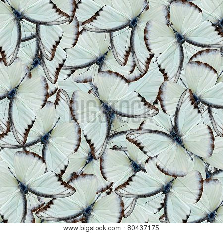 Collection of Chocolate Albatross butterfly pile up in a great backgroun patterns