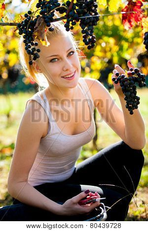 Beautiful Young Blonde Woamn Harvesting Grapes In Vineyard