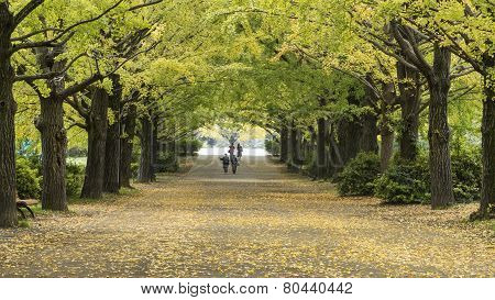 The Street Nearby Meiji Jingu Gaien