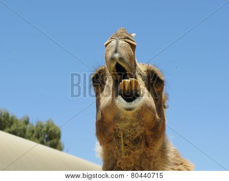 Dromedary or Arabian camel
