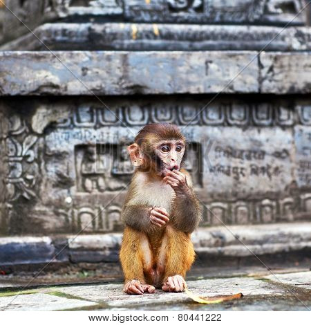 rhesus macaque monkey