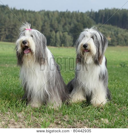 Couple Of Amazing Bearded Collies