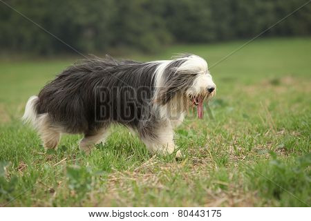 Bearded Collie Running In Nature