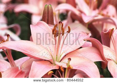 Easter Lily and bud
