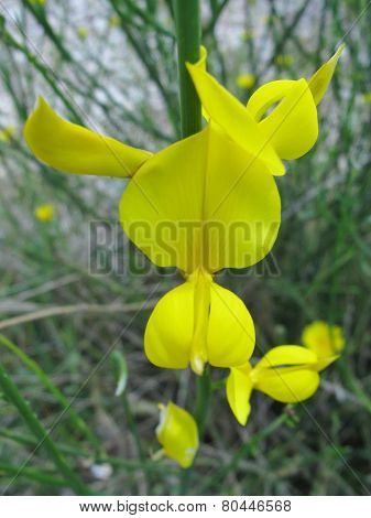 Common broom or Scotch broom