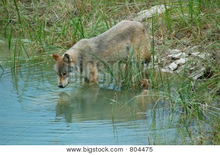 Wolf odrazy