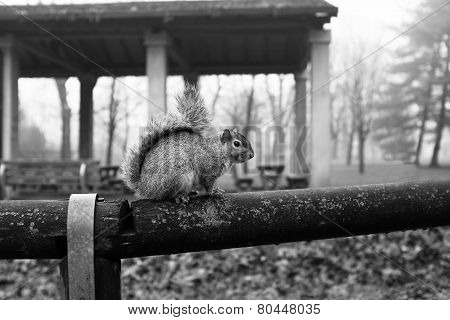 Squirrel
