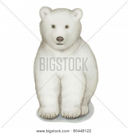 Polar Bear