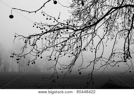 Winter scene