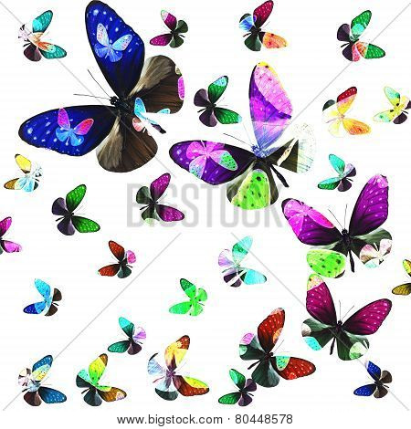 Exotic Flying Stripe Blue Crow Butterflies In Various Fancy Color