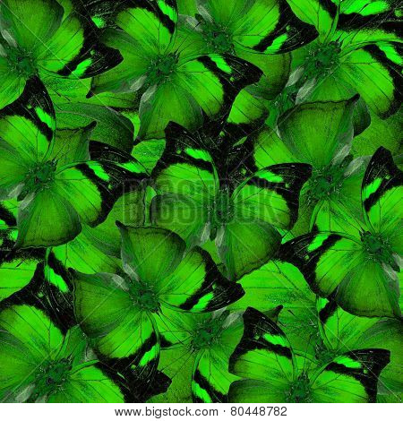 Exotic green background made of Autumn leaf butterflies in a great compilation texture