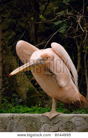 Pelican