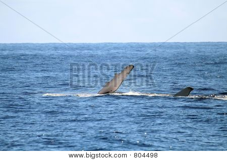 Кит на стороне