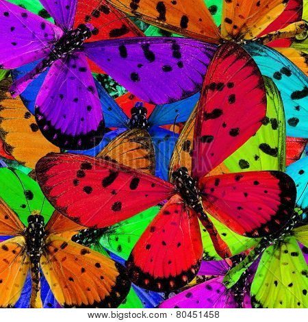 Exotic Of Background Texture Made Of Tawny Costner Butterflies In Great Patterns