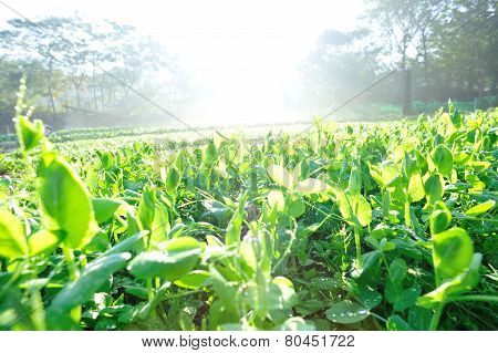 green pea crops in growth at vegetable garden