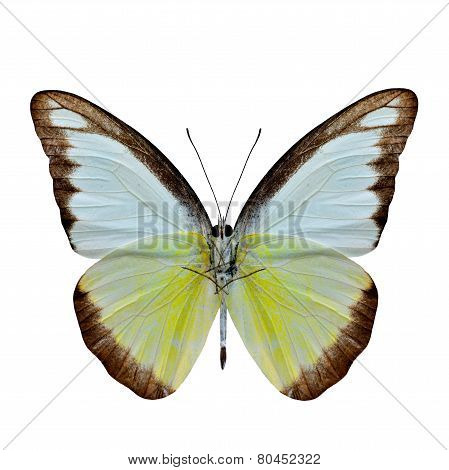 Exotic Of Chocholate Albatross Butterfly Lower Wing Profile In Natural Color Isolated On White Backg