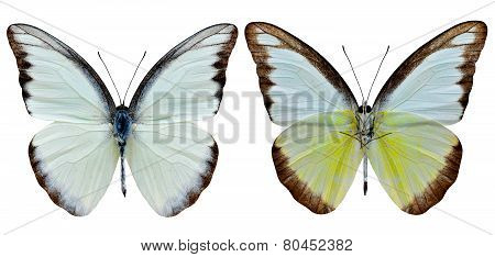 Exotic Of Chocholate Albatross Butterfly Both Upper And Lower Wing Profile In Natural Color Isolated