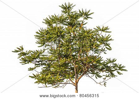 star gooseberry tree  on isolate white background