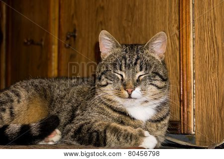 Tabby Cat Posing
