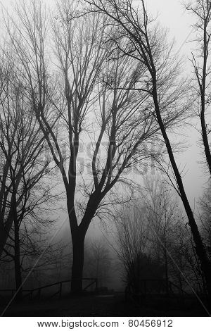 Winter scene