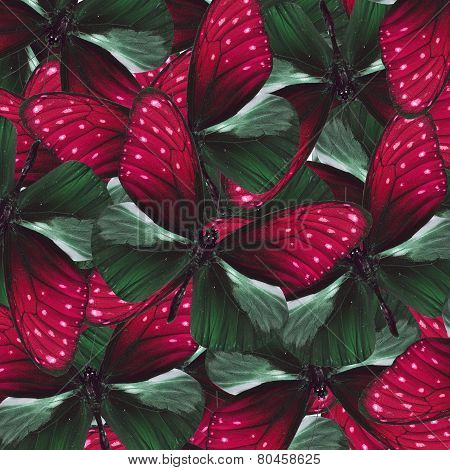 Exotic Red Background Textured From Stripe Blue Crow Butterflies In Fancdy Color