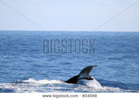 мощные Кита хвост