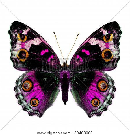 Female Of Blue Pansy Butterfly In Fancy Pink Color Profile Isolated On White Background