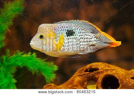 Aequidens Rivulatus. Green Terror Cichlid In Aquarium.