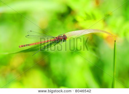 große rote Damselfly auf einem Blatt