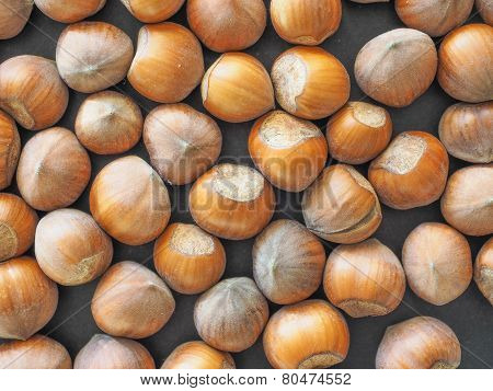 Hazelnut Fruit