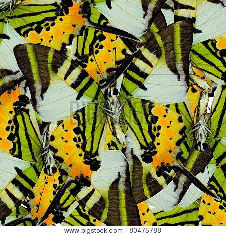 Mix Of Many Fivebar Butterflis In The Same Frame As A Nice Mess Background