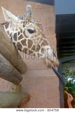 Giraffe tongue