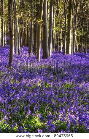 Stunning Bluebell Flowers In Spring Forest Landscape