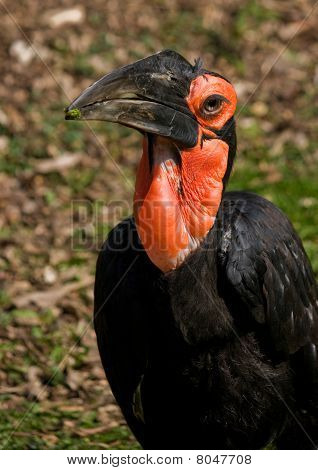 Maahan hornbill