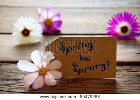 Label With Text Spring Has Sprung With Cosmea Blossoms