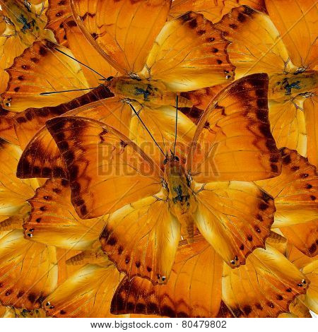 Pile Up Of Malay Rajah Butterflies In Full Framing