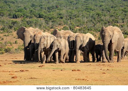 Herd of African elephants (Loxodonta africana) in natural habitat, Addo Elephant National Park, South Africa 