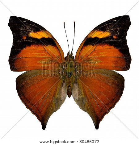 The Beautiful Of Autumn Leaf Butterfly Upper Wing In Natural Color Profile Isolated On White Backgro