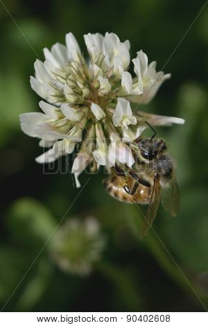 Honey Bee