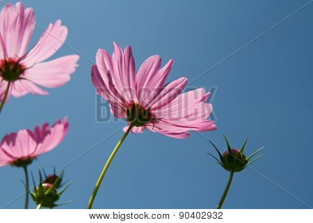 Cosmos Flower In Garden